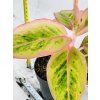 AGLAONEMA SALMON FANTASY