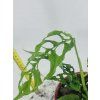 MONSTERA OBLIQUA PERU