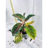 AGLAONEMA RED OKAPI