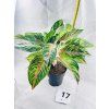 AGLAONEMA RED OKAPI