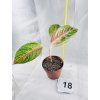 AGLAONEMA RED OKAPI