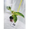 AGLAONEMA RED OKAPI