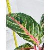 AGLAONEMA RED OKAPI