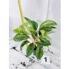 AGLAONEMA COCOMELON