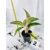 AGLAONEMA COCOMELON