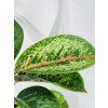 AGLAONEMA COCOMELON