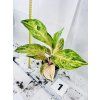 AGLAONEMA PEACH PEARL