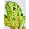 AGLAONEMA PEACH PEARL