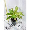 AGLAONEMA GUAVE PINK