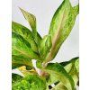 AGLAONEMA GUAVE PINK