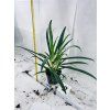 AGLAONEMA SLIM JIM
