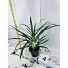 AGLAONEMA SLIM JIM