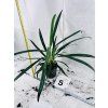 AGLAONEMA SLIM JIM
