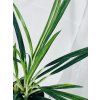AGLAONEMA SLIM JIM