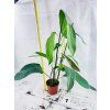 PHILODENDRON HETEROCRASPEDON