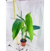 PHILODENDRON HETEROCRASPEDON