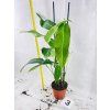 PHILODENDRON HETEROCRASPEDON