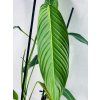 PHILODENDRON HETEROCRASPEDON