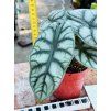 ALOCASIA DRAGON SILVER