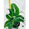 SYNGONIUM WENDLANDII