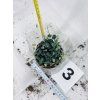 CEROPEGIA WOODII