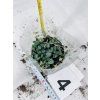 CEROPEGIA WOODII