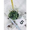 CEROPEGIA WOODII