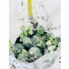 CEROPEGIA WOODII