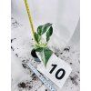 PHILODENDRON WHITE WIZARD