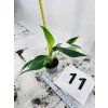 PHILODENDRON WHITE WIZARD