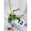 PHILODENDRON WHITE WIZARD