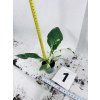 PHILODENDRON WHITE WIZARD