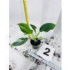 PHILODENDRON WHITE WIZARD