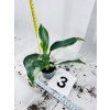 PHILODENDRON WHITE WIZARD