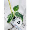 PHILODENDRON WHITE WIZARD