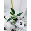 PHILODENDRON WHITE WIZARD