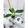 PHILODENDRON WHITE WIZARD