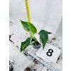 PHILODENDRON WHITE WIZARD