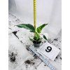 PHILODENDRON WHITE WIZARD
