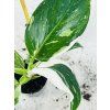PHILODENDRON WHITE WIZARD
