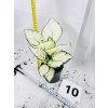 AGLAONEMA WHITE JOY