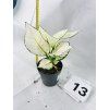 AGLAONEMA WHITE JOY