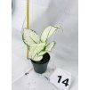 AGLAONEMA WHITE JOY