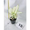 AGLAONEMA WHITE JOY