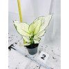 AGLAONEMA WHITE JOY