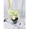 AGLAONEMA WHITE JOY