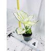 AGLAONEMA WHITE JOY