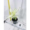 AGLAONEMA WHITE JOY