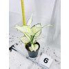 AGLAONEMA WHITE JOY