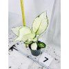 AGLAONEMA WHITE JOY